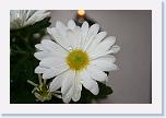 Chrysanthemum * Krysantemum. Chrysanthemum * 3888 x 2592 * (3.04MB)
