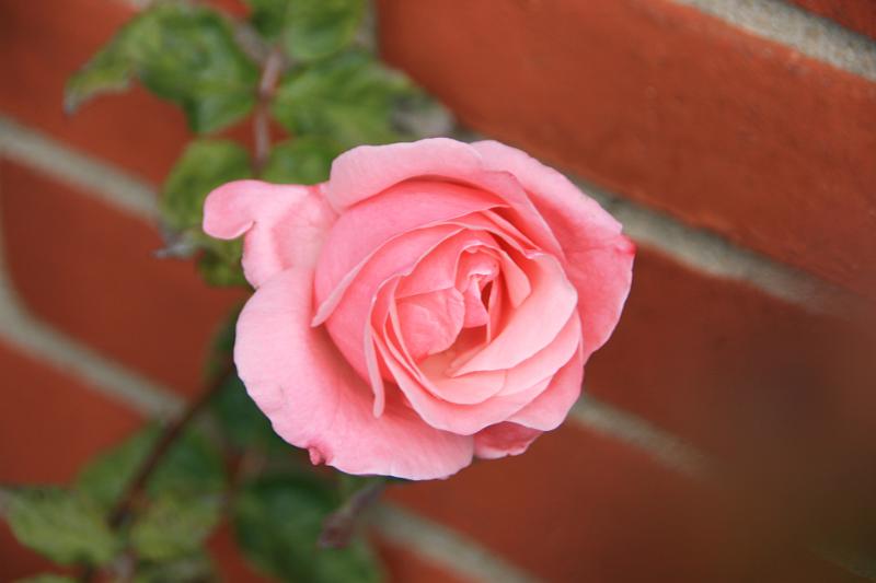 IMG_0020.jpg - Rose. -- Rose.