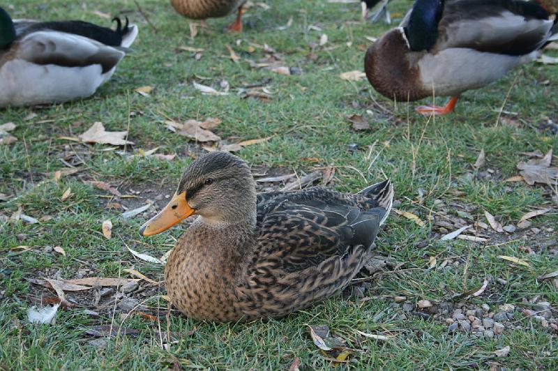Duck.jpg - En lille and. A litle duck