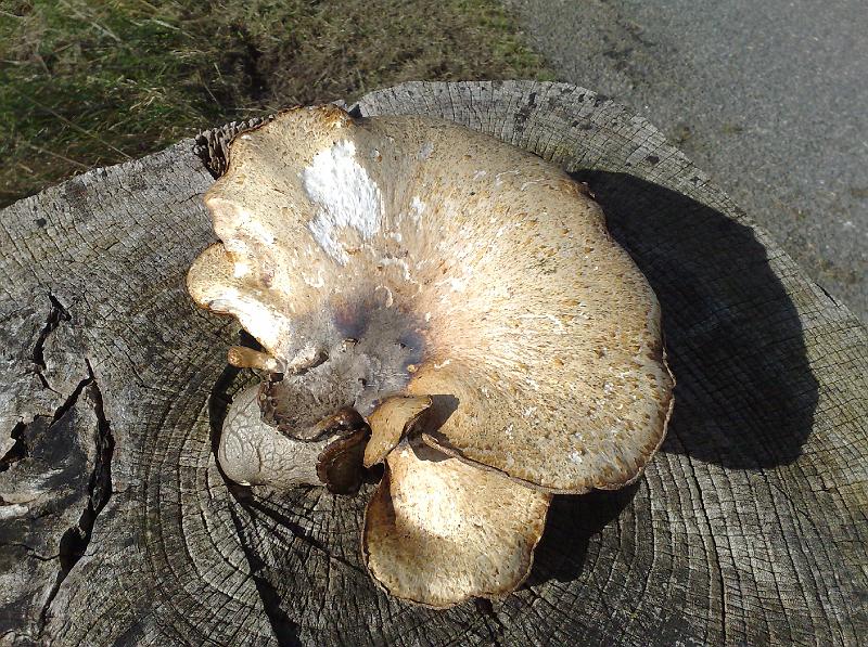 mushroom.jpg - Svamp. Mushroom