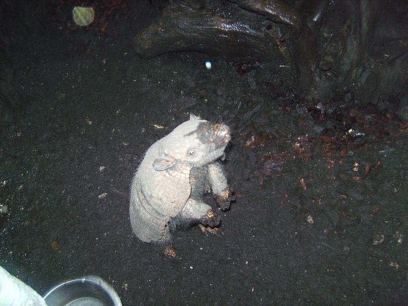 BILD0225.JPG - Jacobs billede af bæltedyret der stod på bagbenende. -- Jacobs Photo of the armadillo that did stand on hind leg.